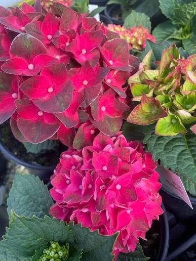Hydrangea Magical Crimson