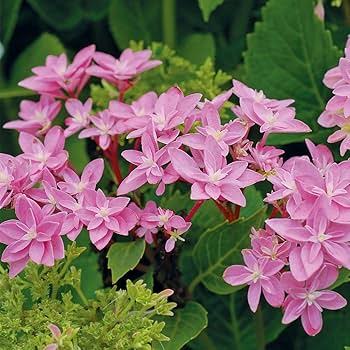 Double Dutch Edam Hydrangea