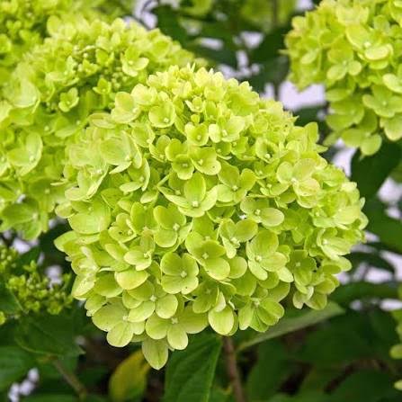 Lime Light Hydrangea