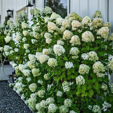 Pee Gee Hydrangea