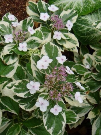 Variegated Hydrangea