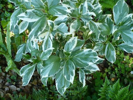 Variegated Hydrangea