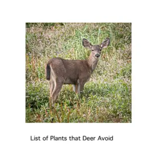 Plants that Deer Avoid Eating