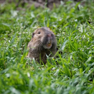 Pocket Gopher