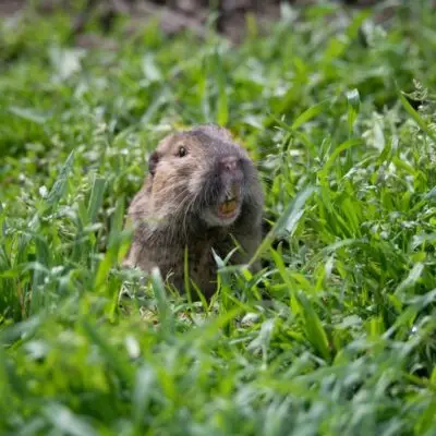 Pocket Gopher