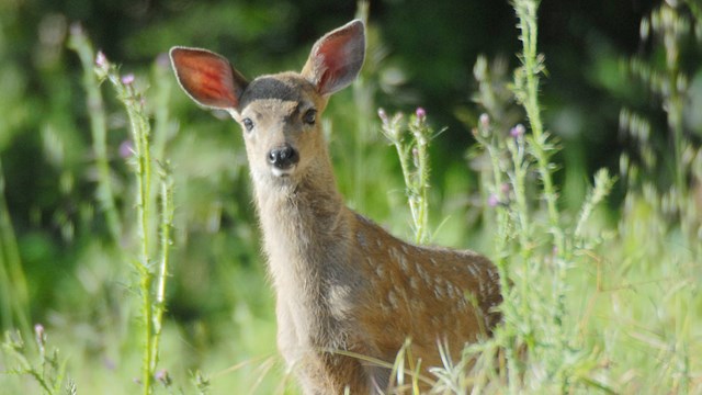 California Black Tail Deer Fawn