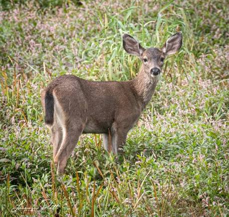 California Bliack Tail Deer Looking at you