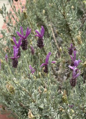Lavender flowers