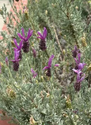 Lavender flowers