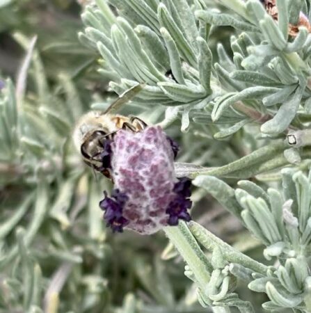 Lavender flower with Bee