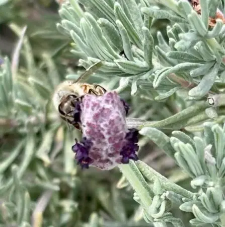 Lavender flower with Bee