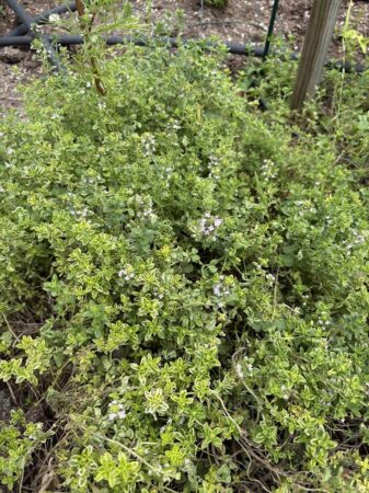 Lemon Thyme in the garden