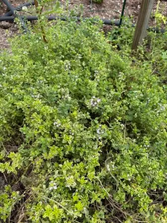 Lemon Thyme in the garden