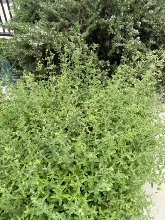oregano in the garden with rosemary