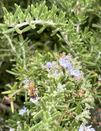 Rosemary flower with a bee