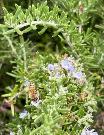 Rosemary flower with a bee