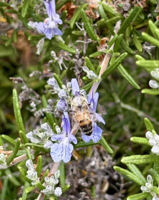 Rosemary with bee2