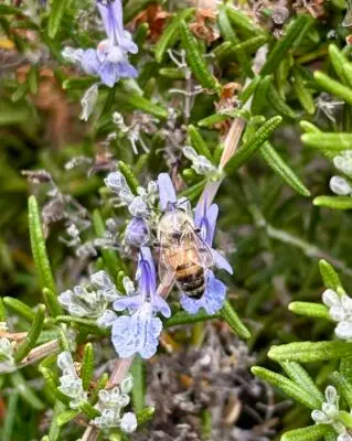 Rosemary with bee2