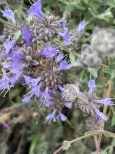 Salvia flower with a bee