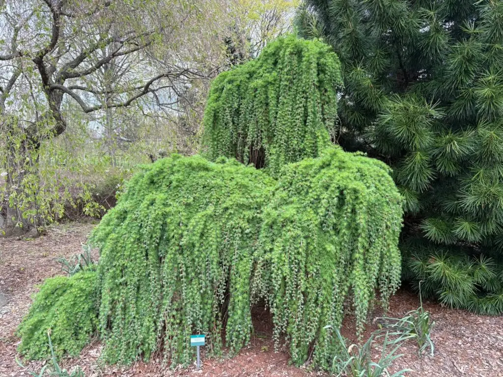 Weeping Spruce with Pine Travel Time