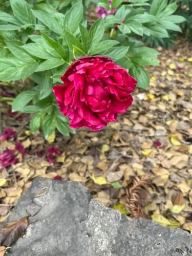 Peony at Knoxville Botanical Garden