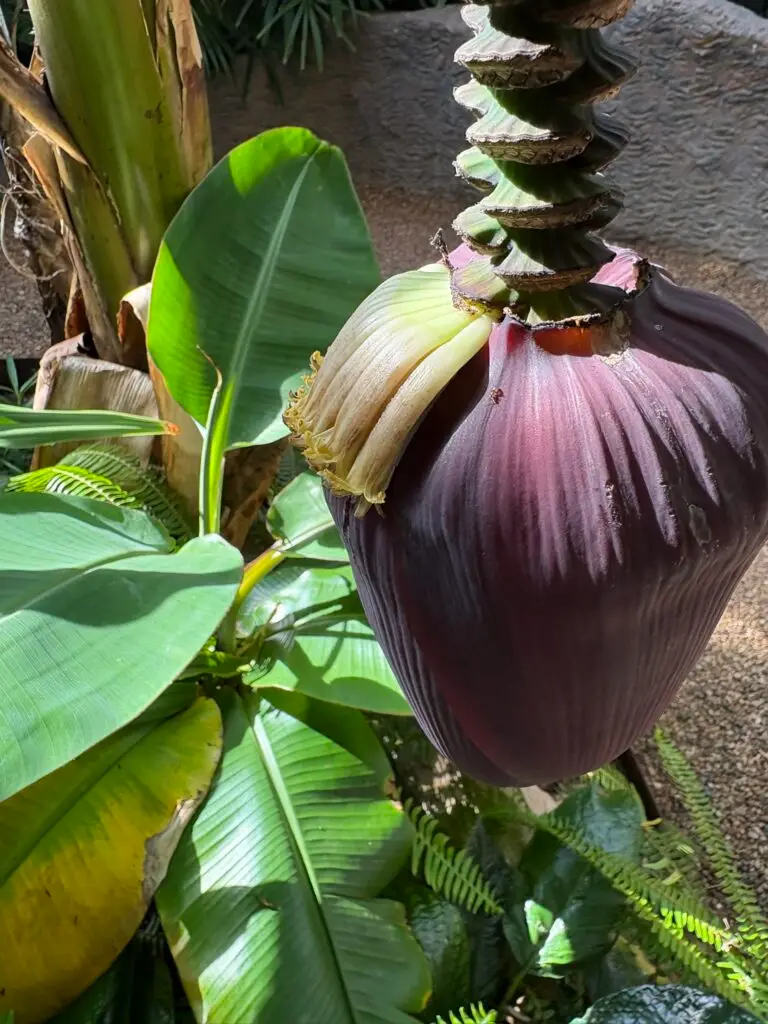 Banana Flowers. Travel Time