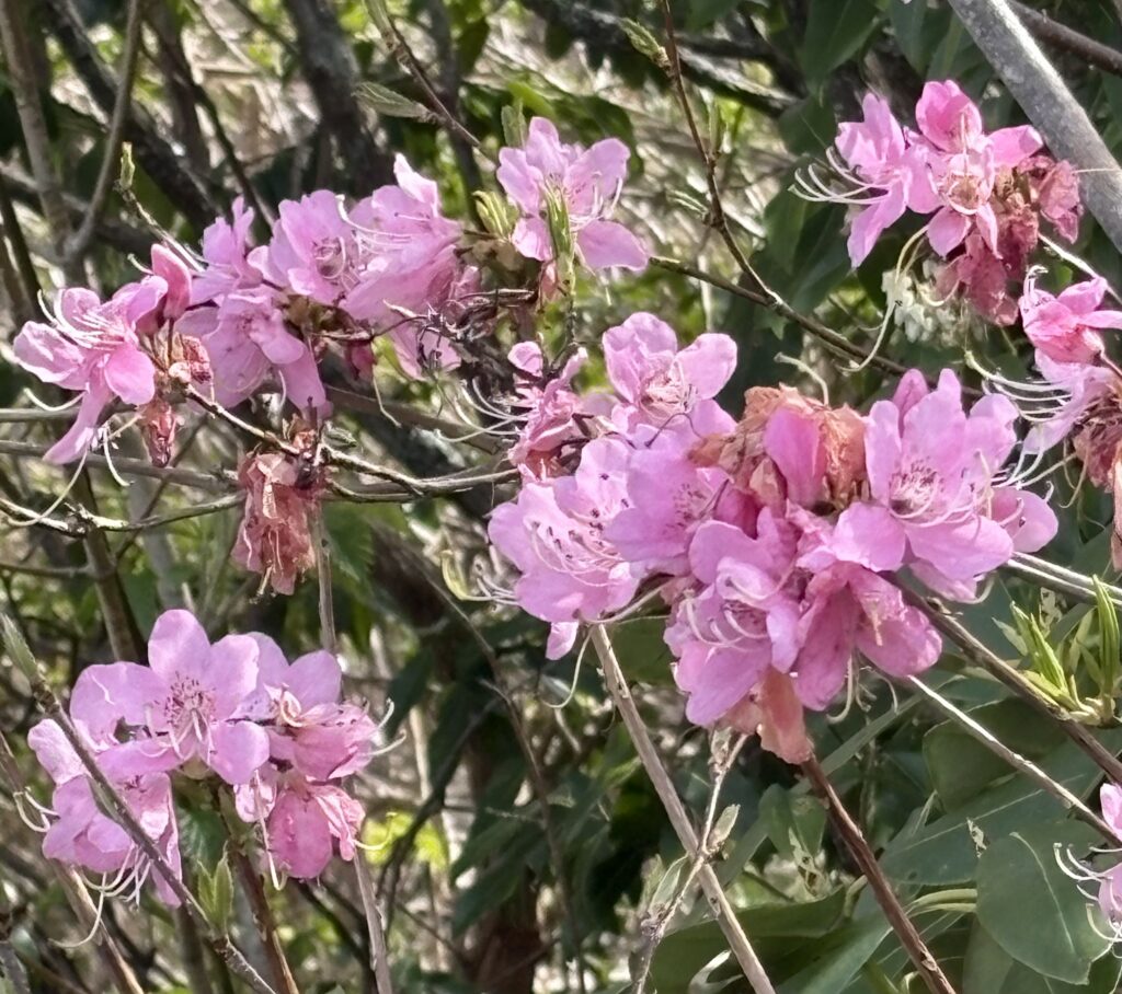 Rhododendrons in North Carolina. Travel time