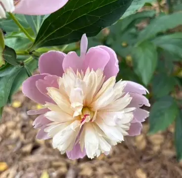 Peony at Knoxville Botanical Garden