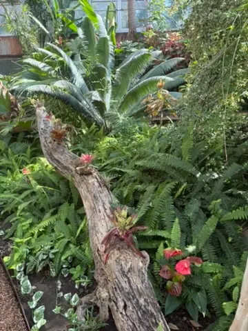 Conservatory display. travel time