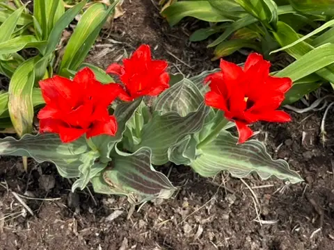 Red Species Tulips Travel Time