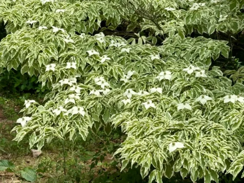 Variegated Dogwood. Travel Time