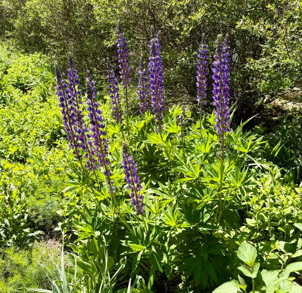 Lupine in Virginia. Travel time