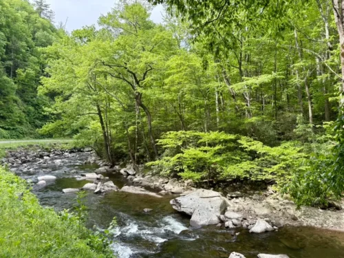 Forest and Stream in Tennessee. Travel Time