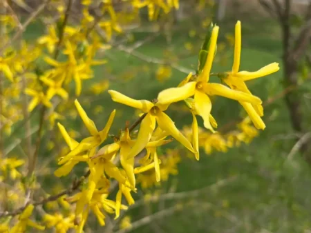 Forsythia in New Hampshire Travel Time