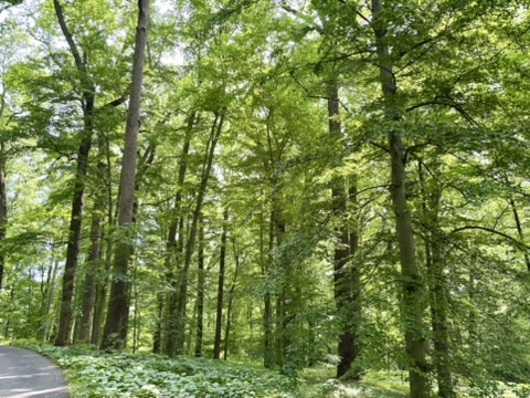 View of Forest at Winterthur