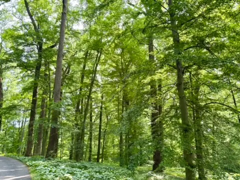 View of Forest at Winterthur