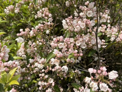 Mountain Laurel Flowers at Winterthur