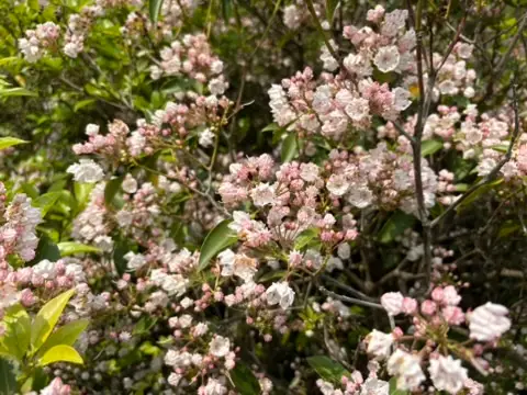 Mountain Laurel Flowers at Winterthur