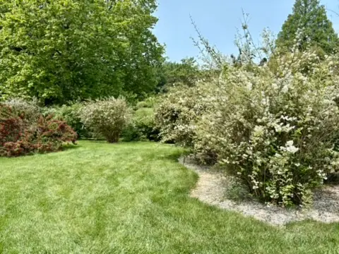 Blooming shrubs at Winterthur