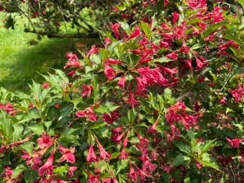 Ruby Red Weigelia