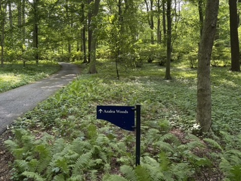 Path in the Azalea Woods at Winterthur