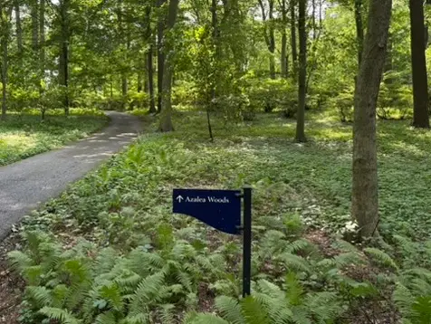 Path in the Azalea Woods at Winterthur