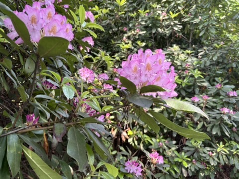 Brilliant Pink Rhododendron at Winterthur