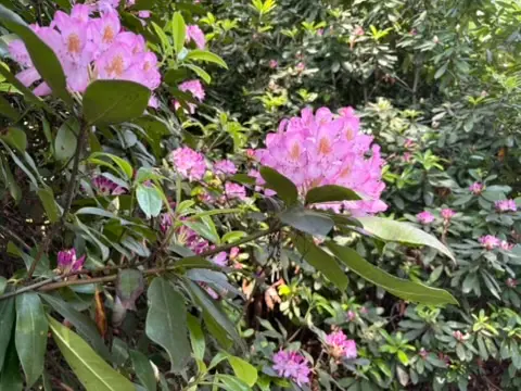 Brilliant Pink Rhododendron at Winterthur