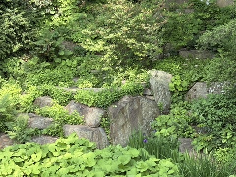 Rockery at Winterthur