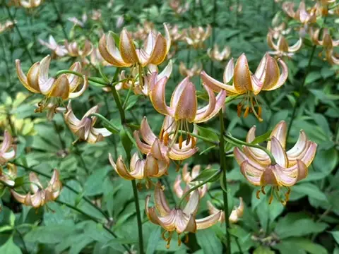 Martagon Lilies at Winterthur