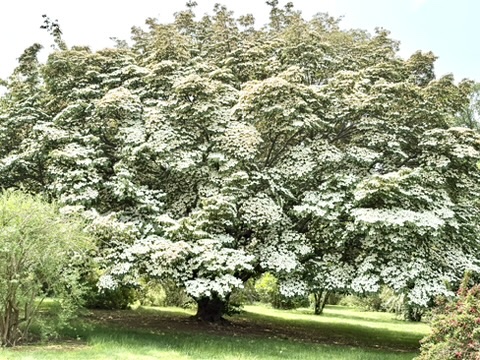 Dogwood loaded with Flowers