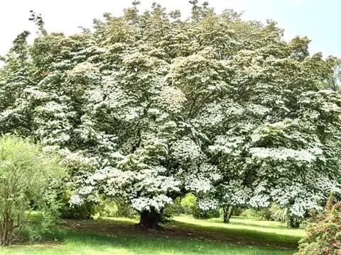 Dogwood loaded with Flowers