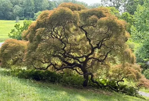 Sculptural Japanese Maple at Winterthur