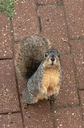 Squirrel Friend